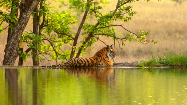 ranthabore-national-park